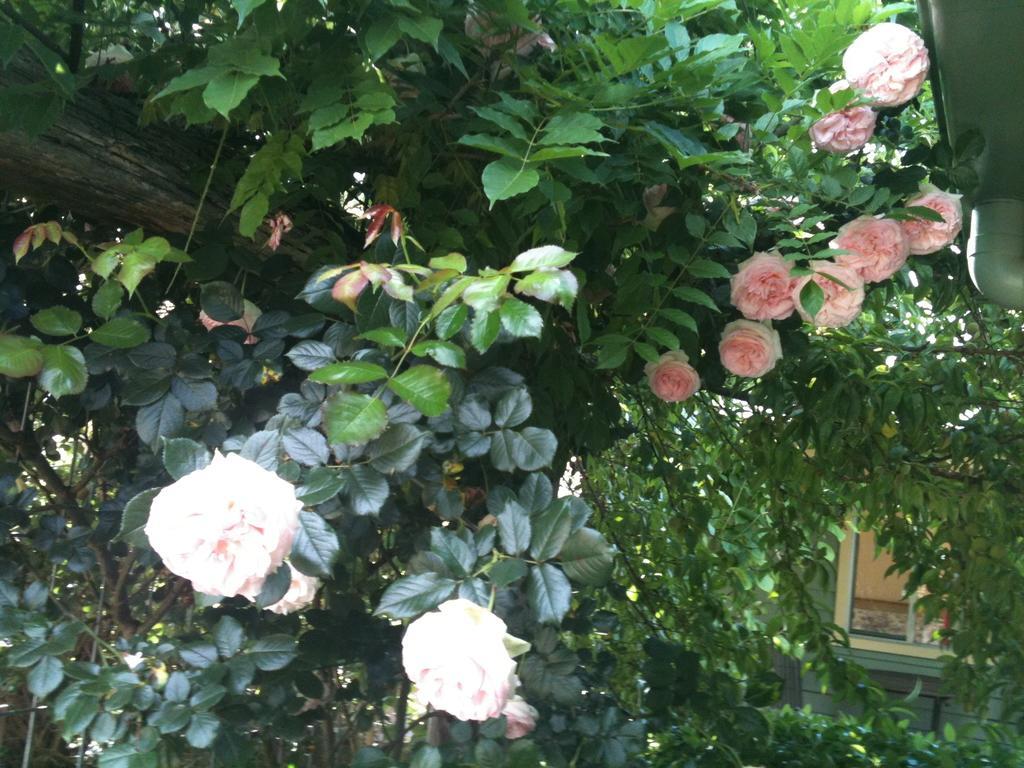 Glen Waverly Farmstay เกลน อินเนส ห้อง รูปภาพ